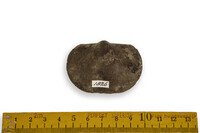 F 01826
<br/>
<br/>
<em></em>